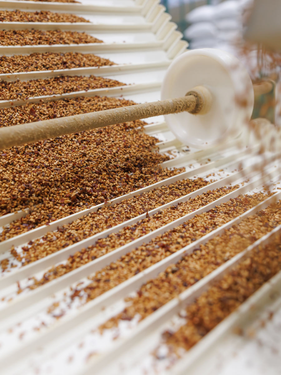 Grain processing on a conveyor belt