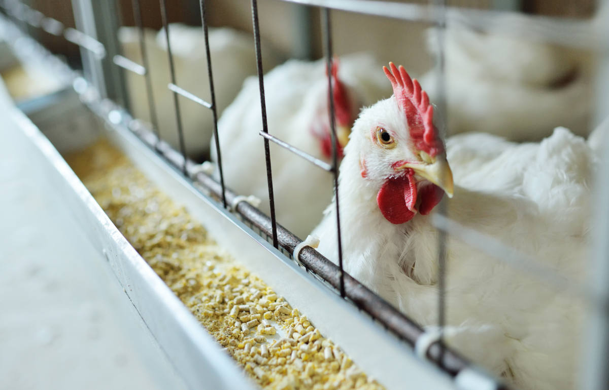 Feed and Grain industry application